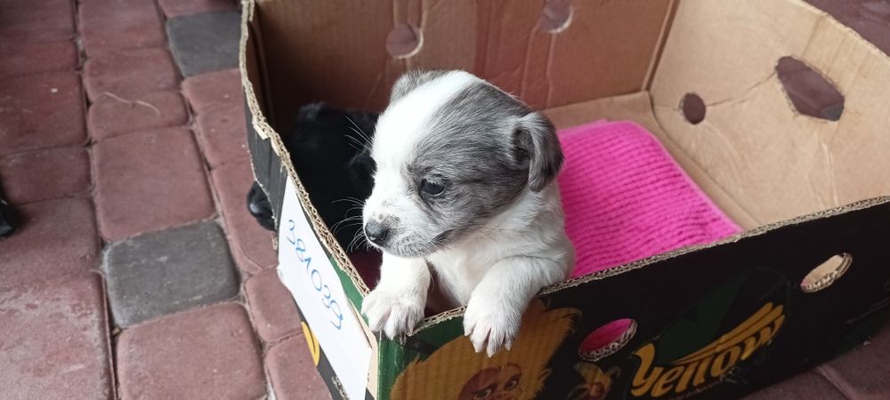 Oddam za darmo szczeniaki