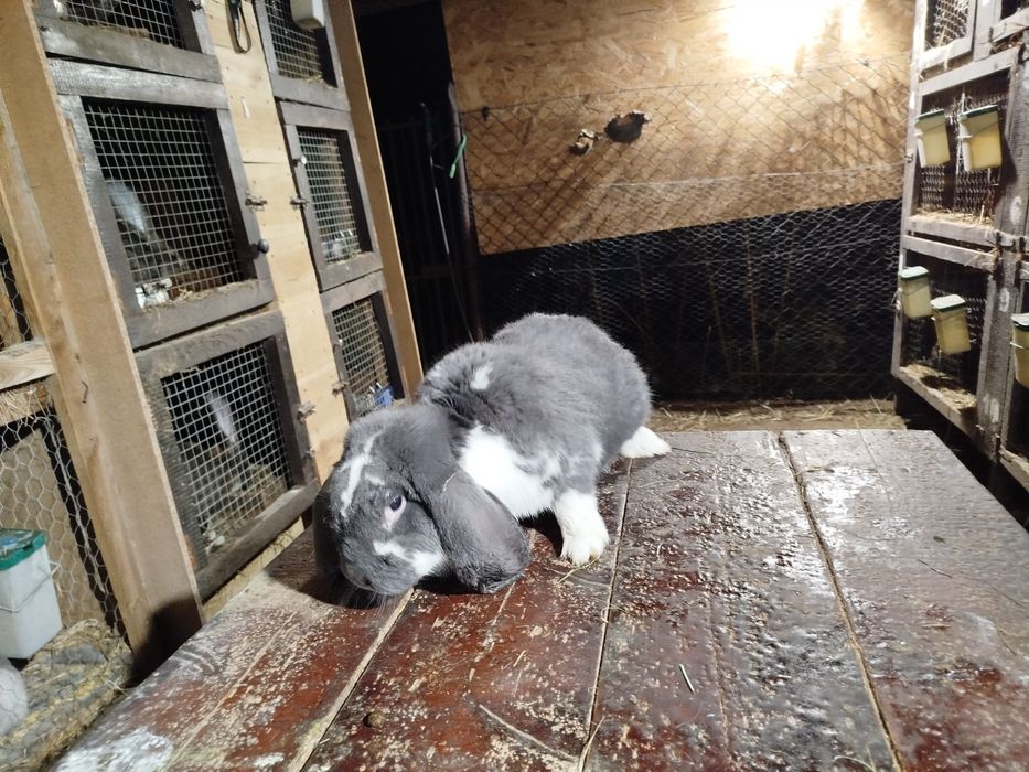 Sprzedam króliki różnej czystej rasy (opis)