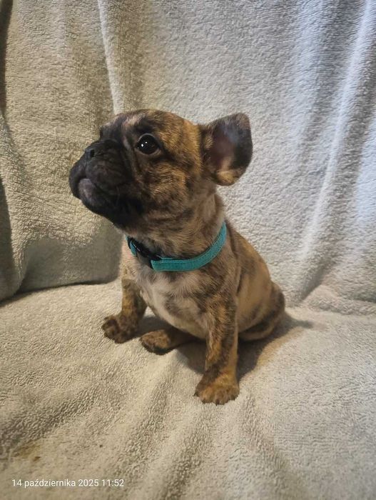 Buldog francuski. Piesek