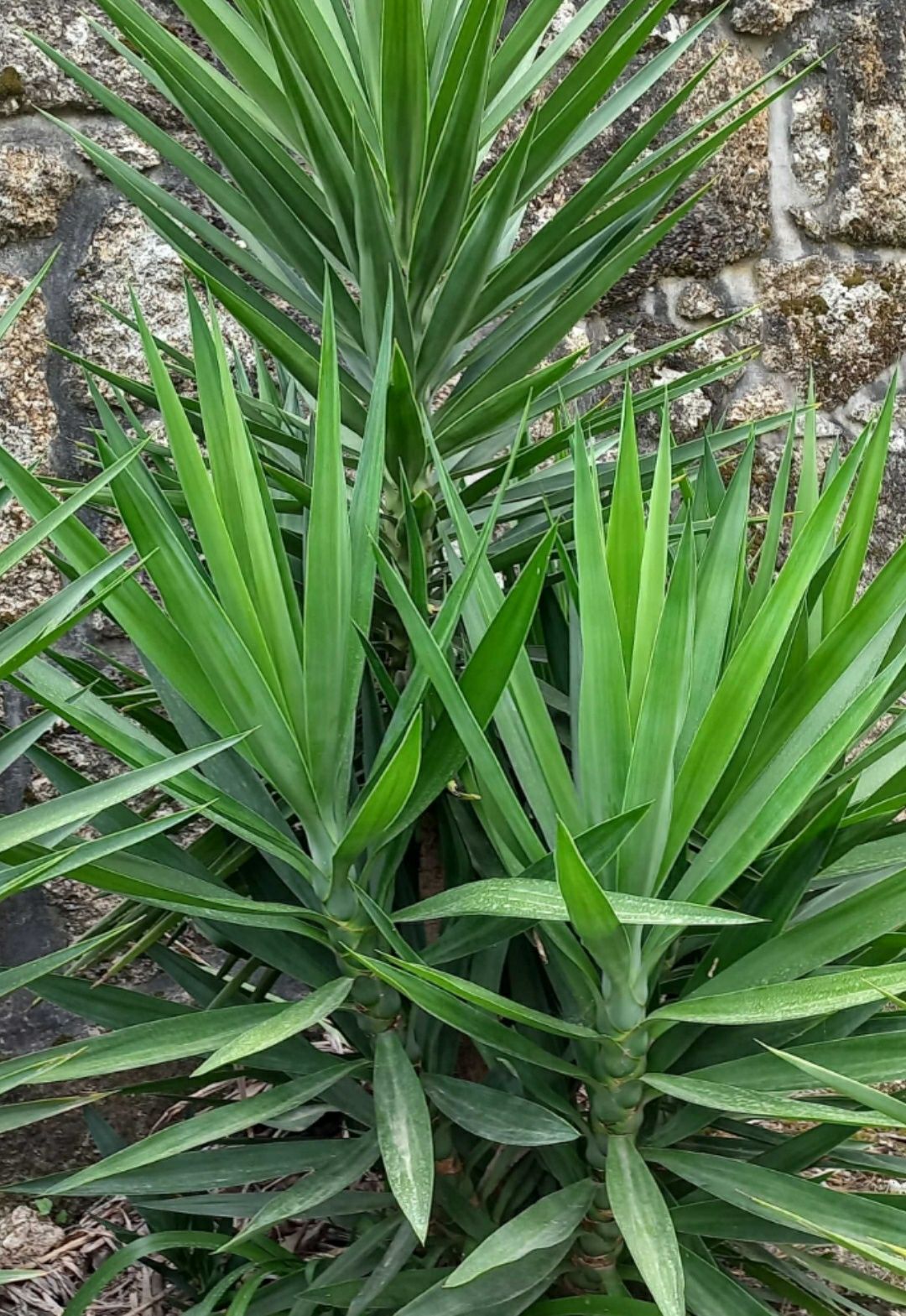 Vendo Platas yucas