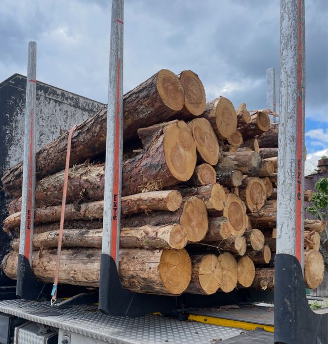 Sosna opałowa, cena z transportem !