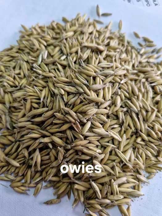 Jęczmień, Owies, Pszenżyto, Pszenmix, DDGS, Śruta Sojowa I Rzepakowa