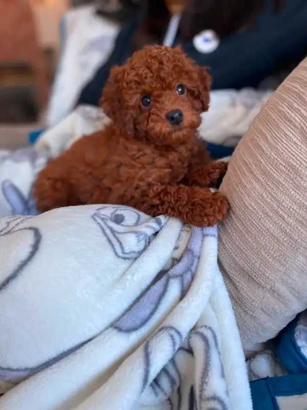Sliczne Pudel toy red /brown