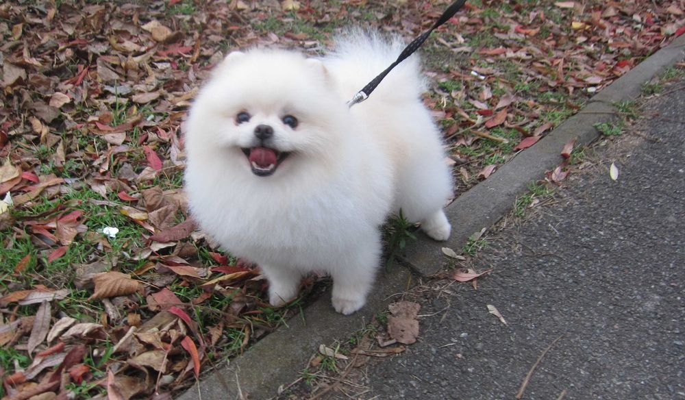 Вязка  померанский шпиц. Киев.