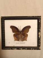 Borboleta em moldura