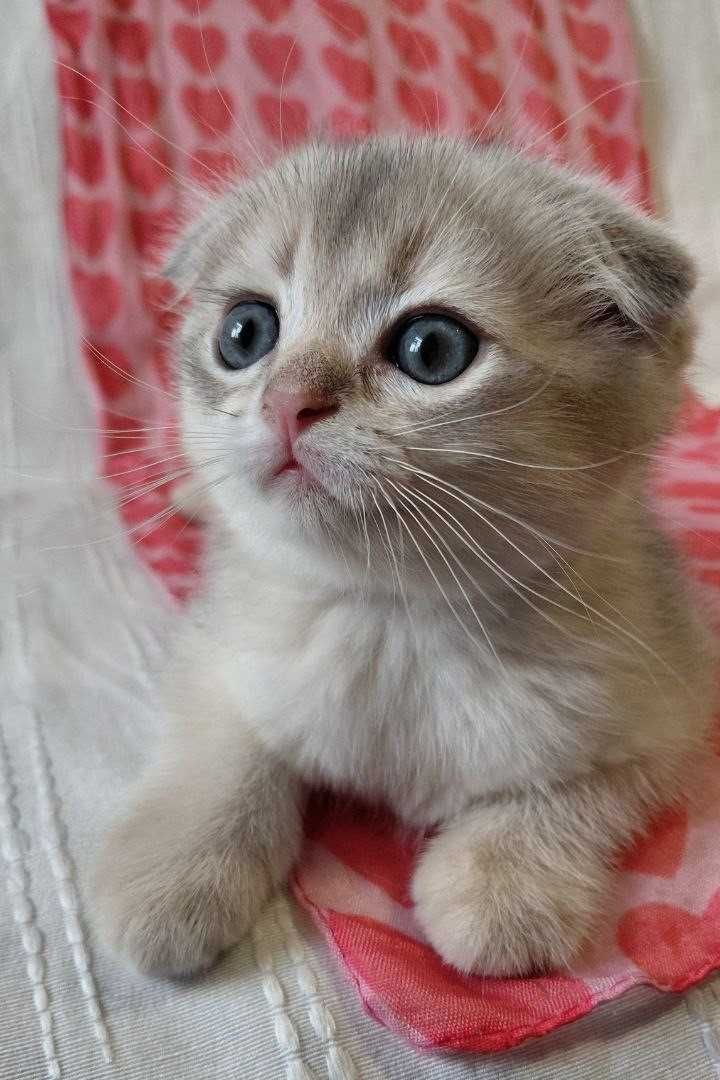 Ласковый и ручной котёнок, шотландская золотая шиншилла