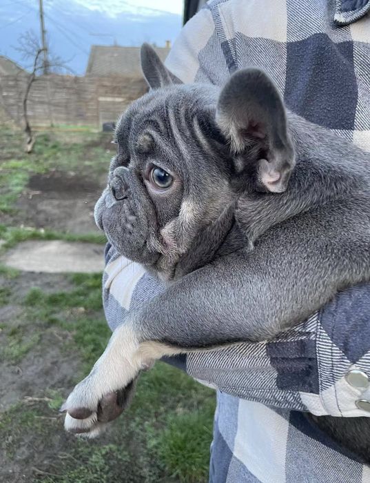Bulldog frances  blue tan femea