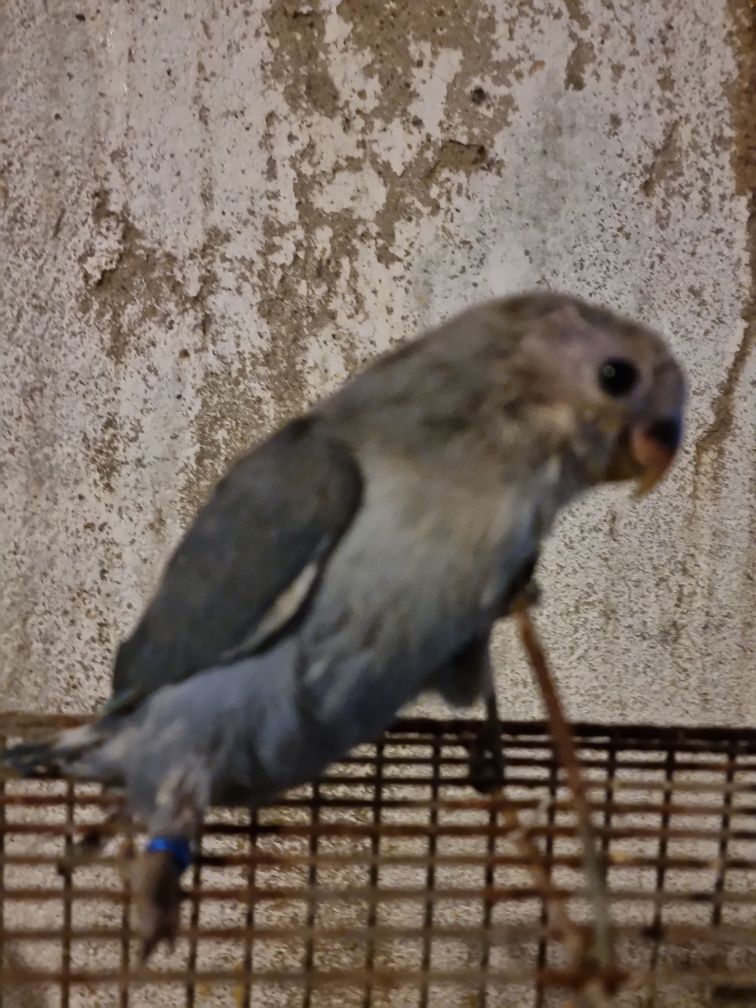 Agapornis roseicollis domesticados para criar a mao