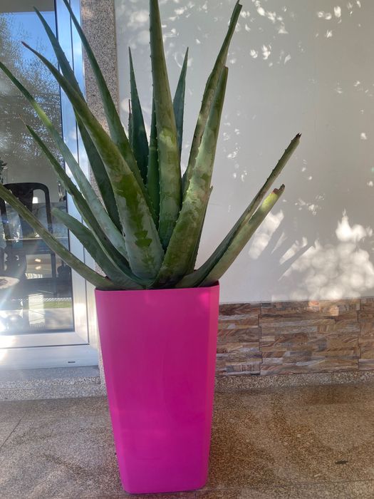 Aloé Vera Medicinal