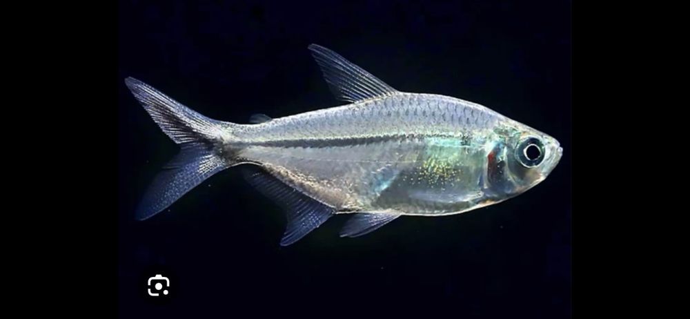 Tetra Costae Moenkhausia costae od Tapajos W-wa