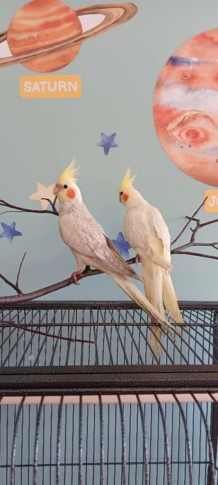 Nimfa nimfy papugi papużki