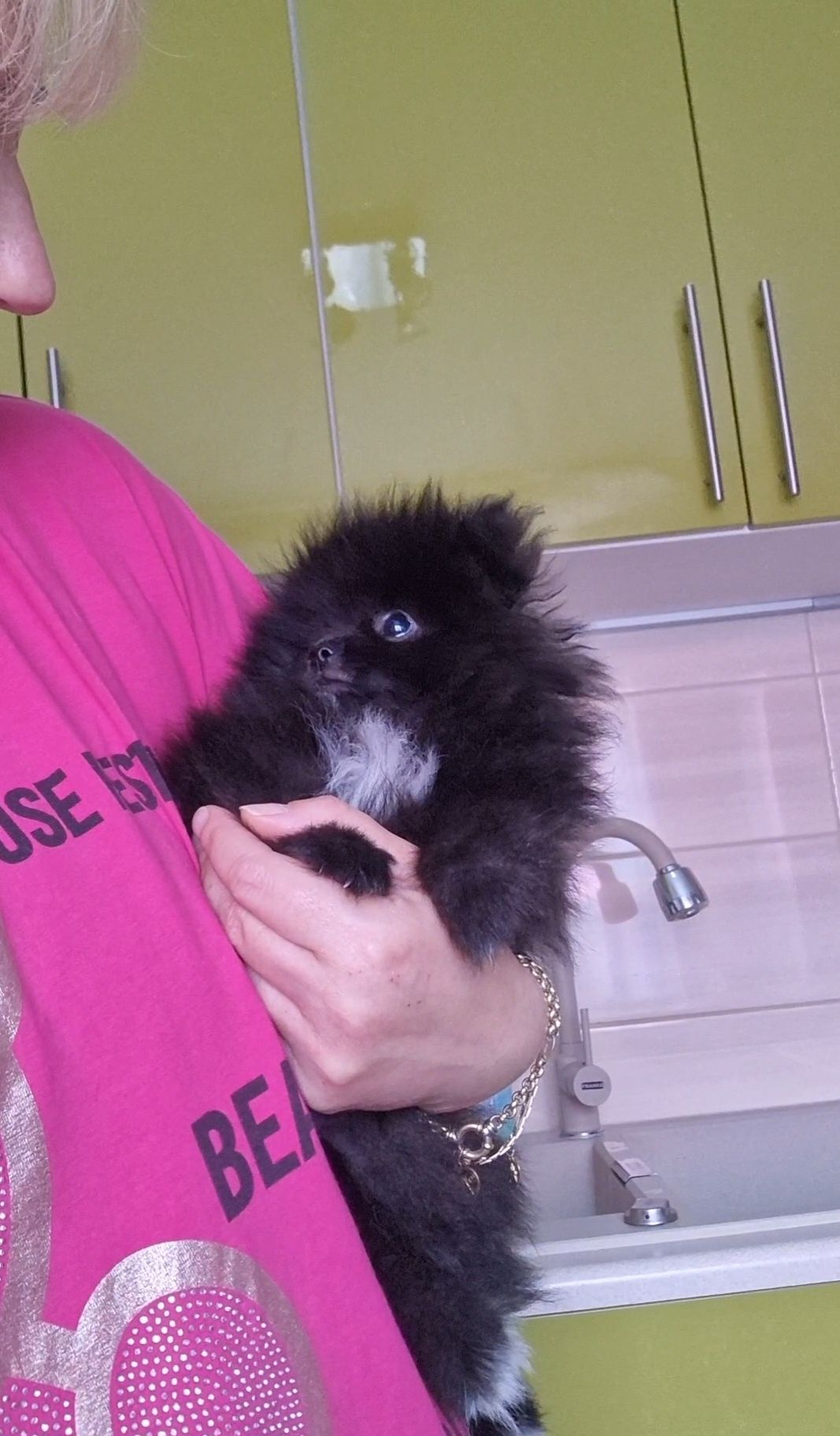 Szpic miniaturowy/Pomeranian samczyk