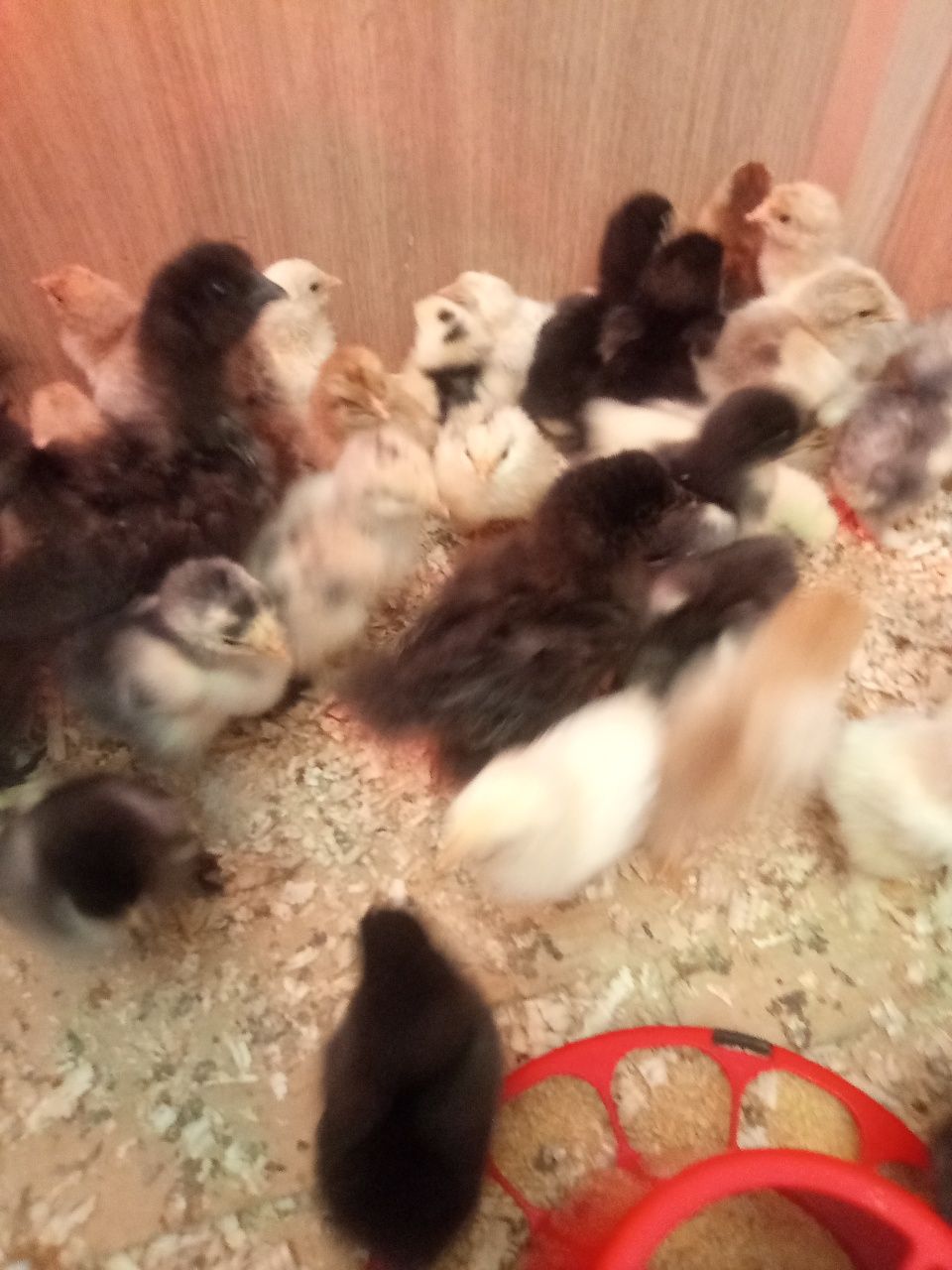 Pintinho brahmas e sedosas