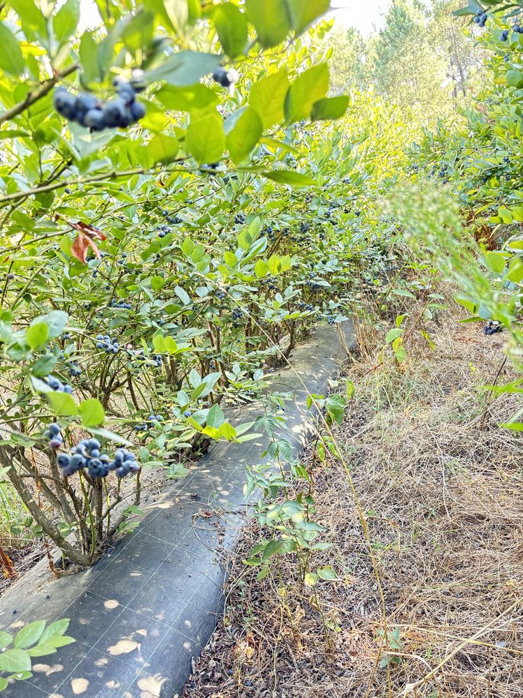 Terreno 7400m2 Barreiros Amares