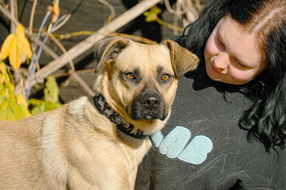 Frodo - piękny, duży pies