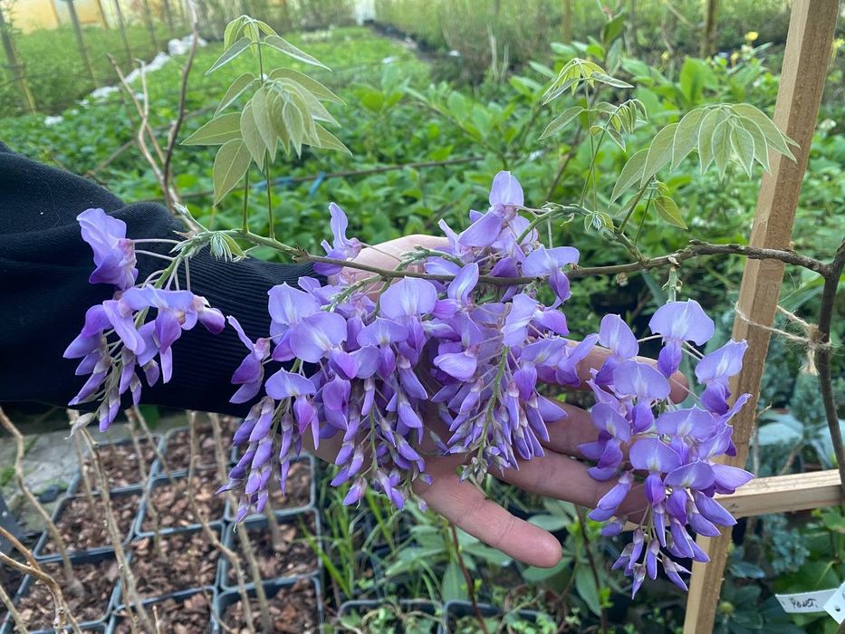 Гліцинія великоквіткова!