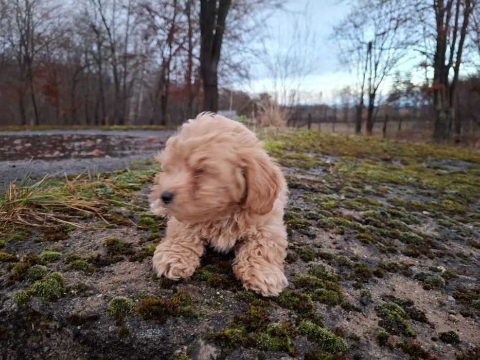 maltipoo szczeniak