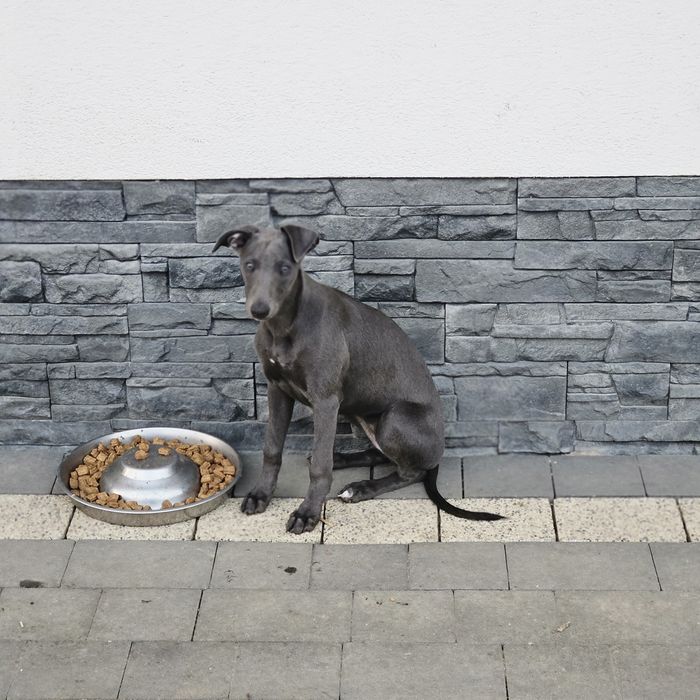 Chart angielski whippet suczka