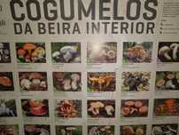 Poster Cogumelos da Beira Interior