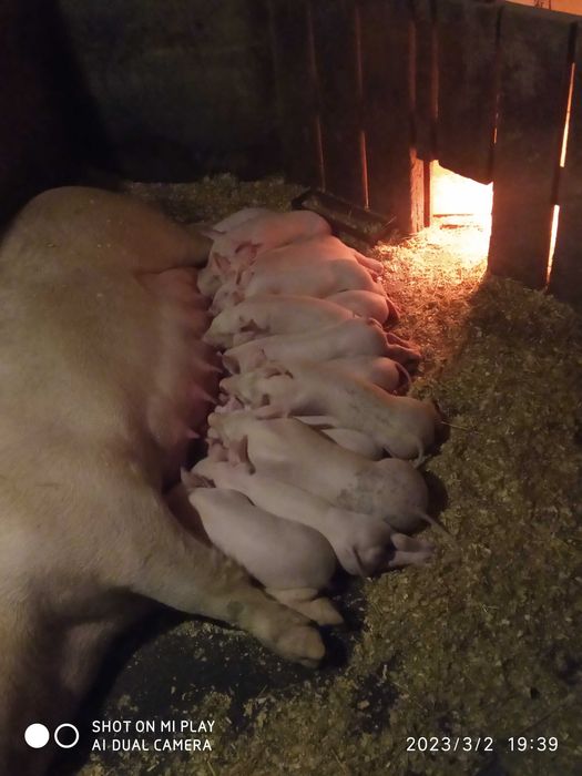 Свиньи поросята кнурики