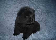 Chow chow szczeniak