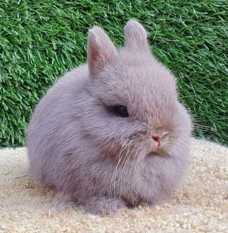 Coelhos anões desparasitados