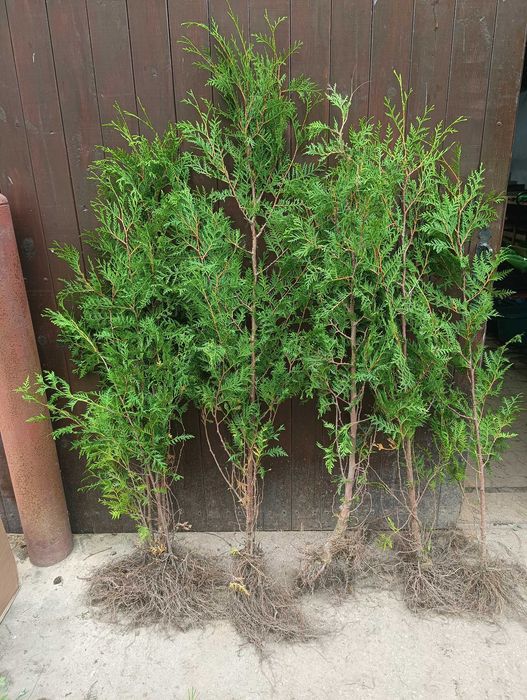 Sadzonki Thuja Brabant na żywopłot - wysokość 140-170 cm!