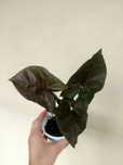 Planta Syngonium Maria