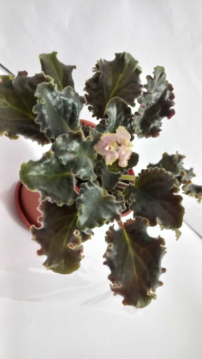 Сортова фіалка кімнатна квітка