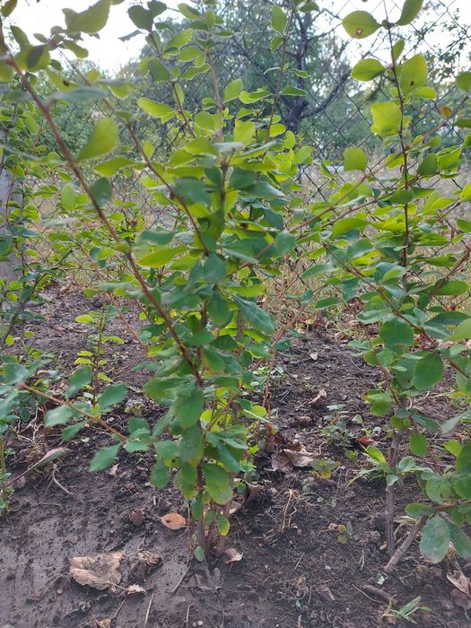 Продам барбарис саженцы.