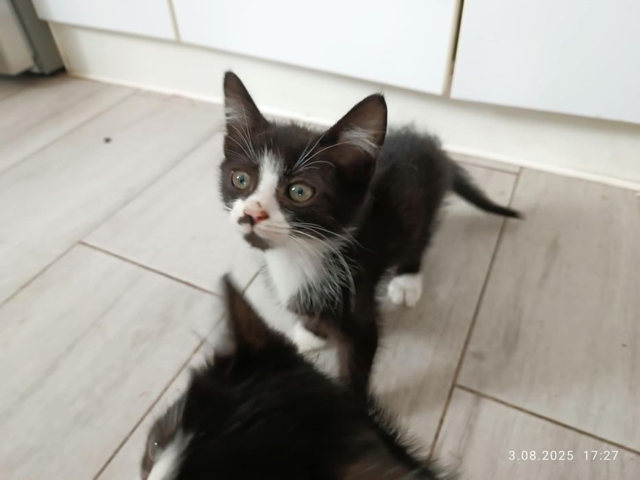 McQueen, 3 miesiace!