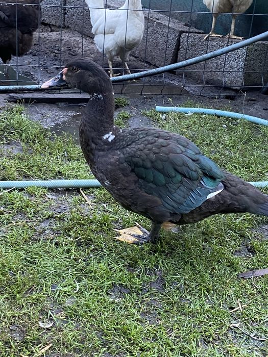 Kaczki francuskie piżmowe kaczor