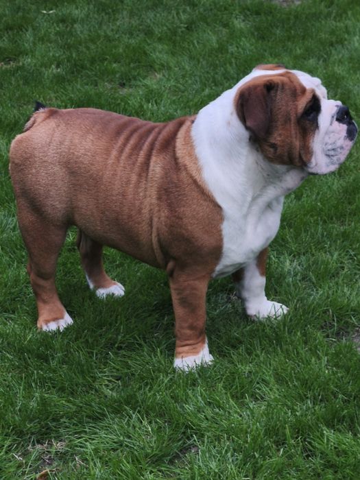 Buldog angielski ZKwP FCI PIESEK