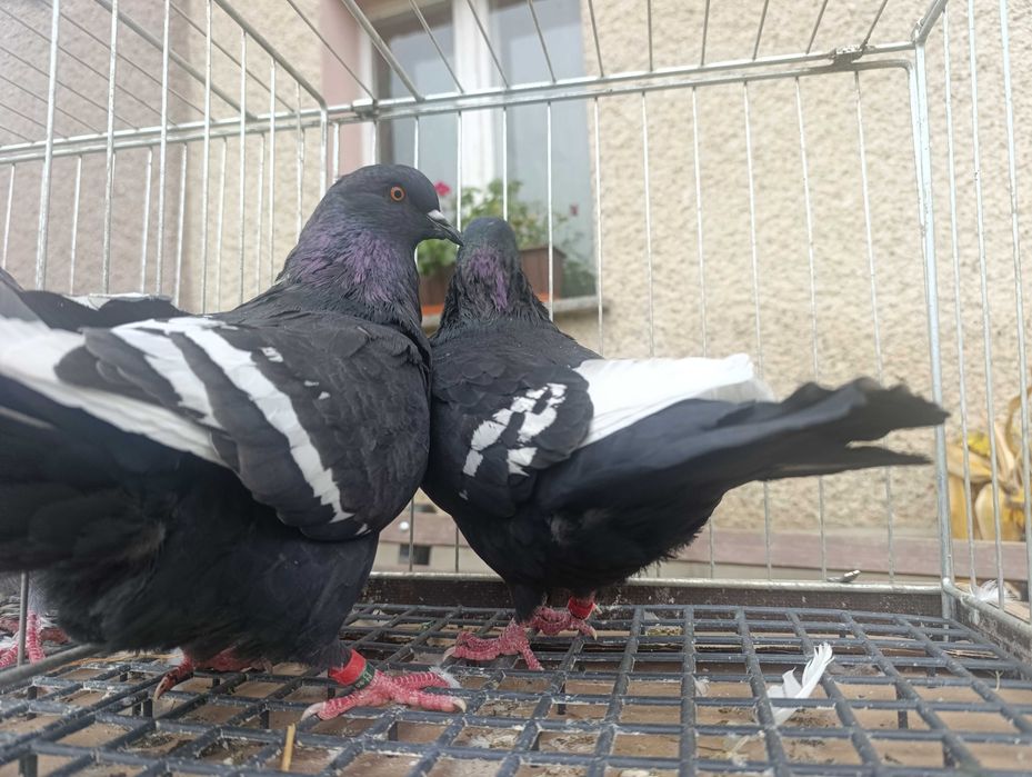 Ryś, rysie czarne, gołębie ozdobne, wysyłam