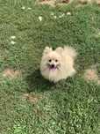 Spitz Alemão adulto