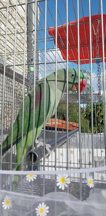 Papagaio com documentação