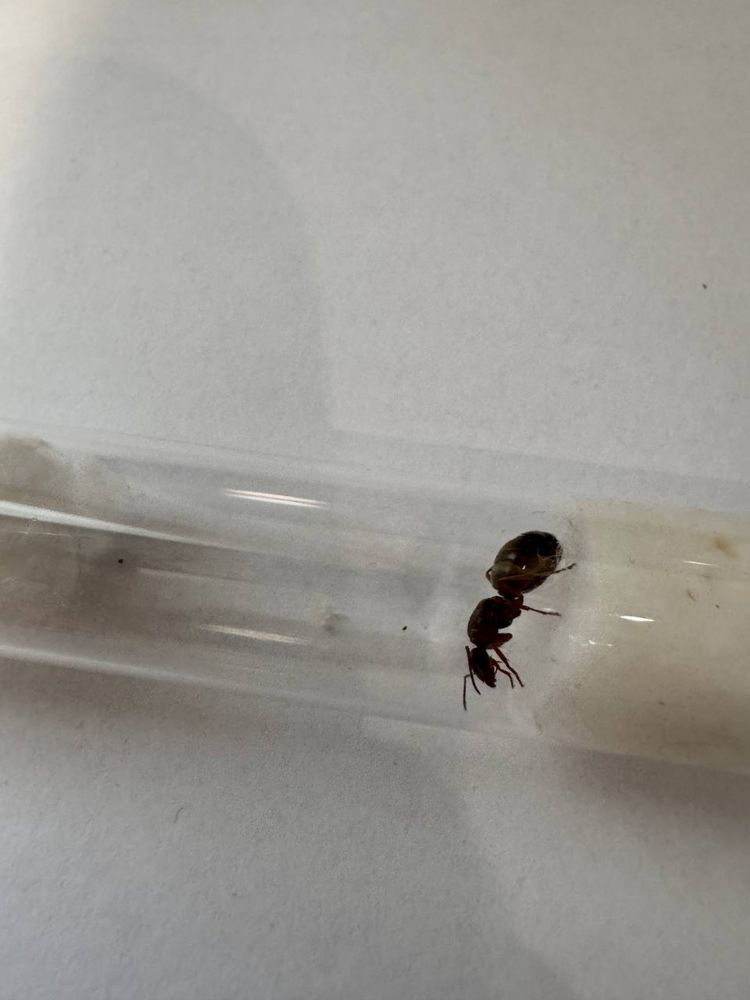 Матка Formica rufibarbis 1/0 (з розплідом)