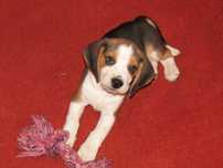 Fêmea Beagle Tricolor de Qualidade Porte Pequeno Pronta para Entrega