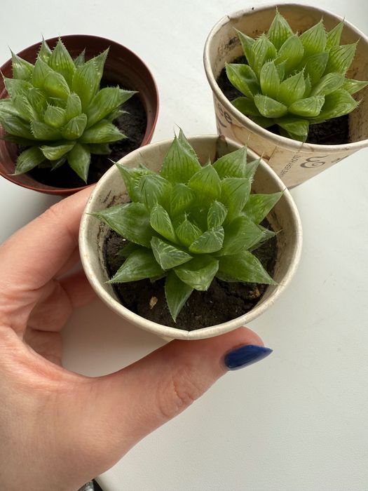 Хавортія Купера сукуленти Haworthia Cooperi