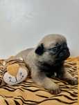 Mops Szczenie Samiec ZKwP FCI