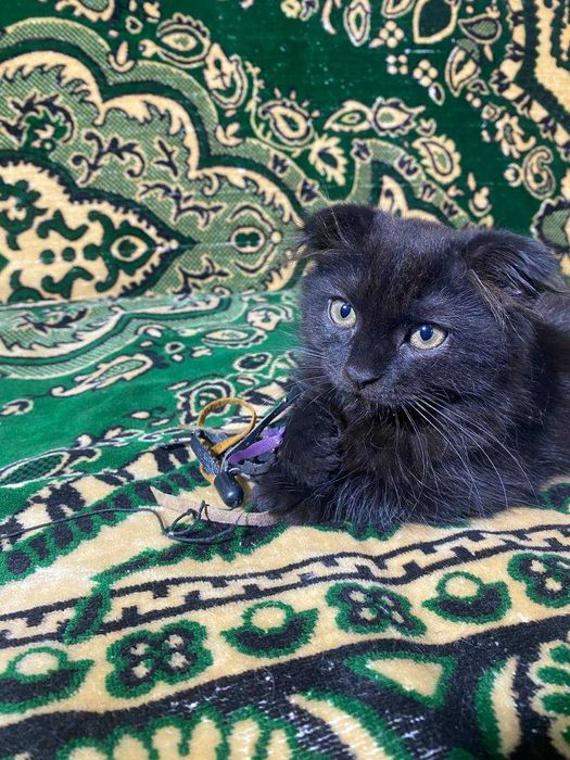 Британский котенок, девочка, очень  классная, плюшевая