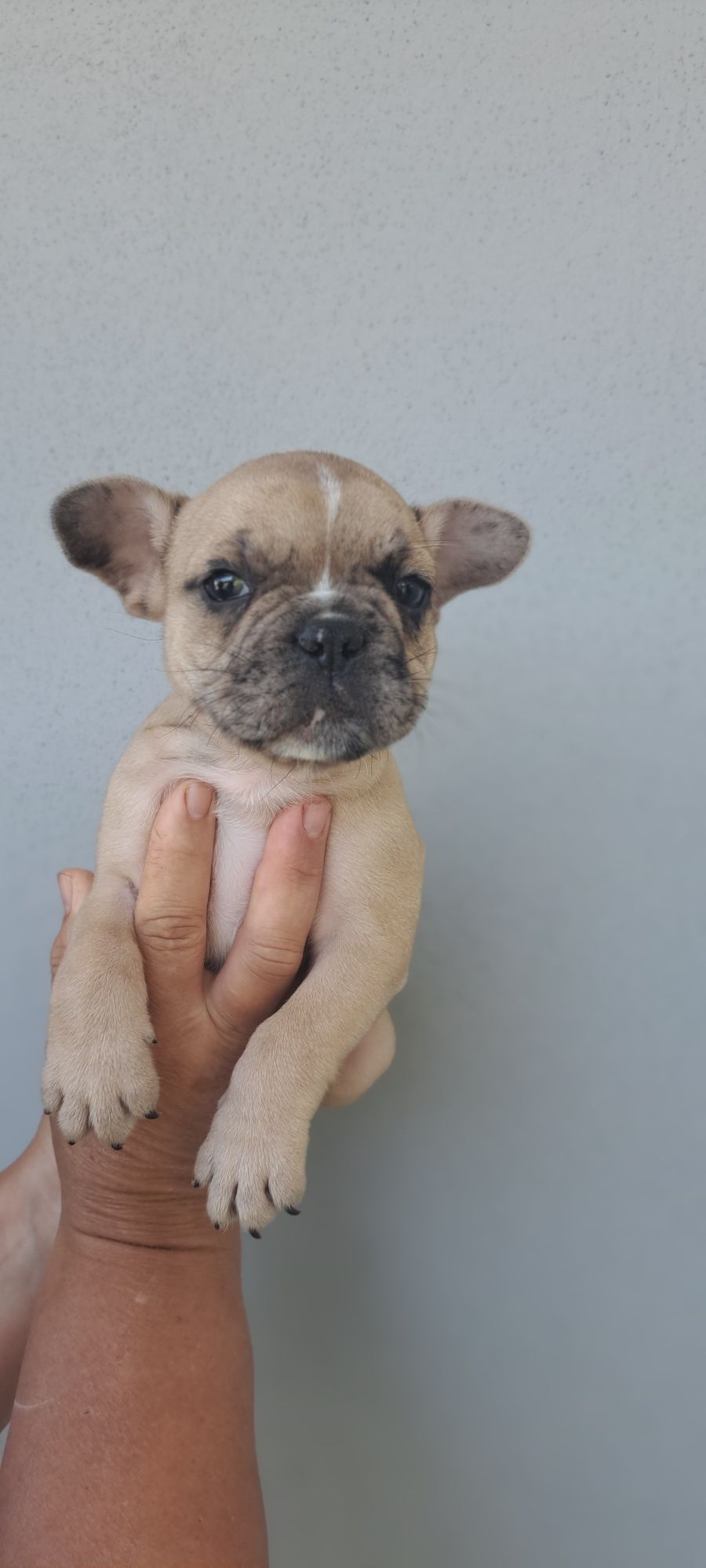 Bulldog francês macho fawn
