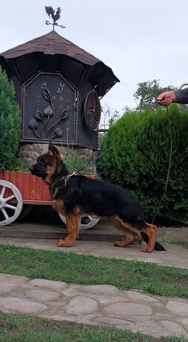 Німецька вівчарка