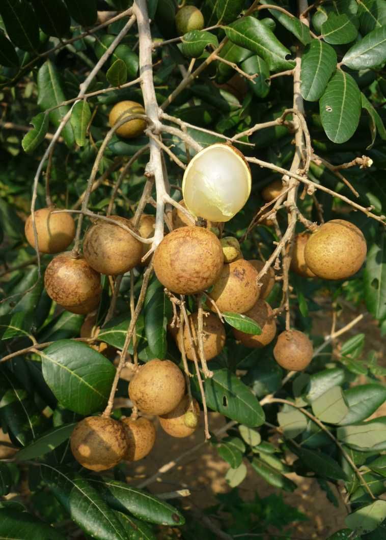 Árvore fruto Longan Chinês - portes grátis