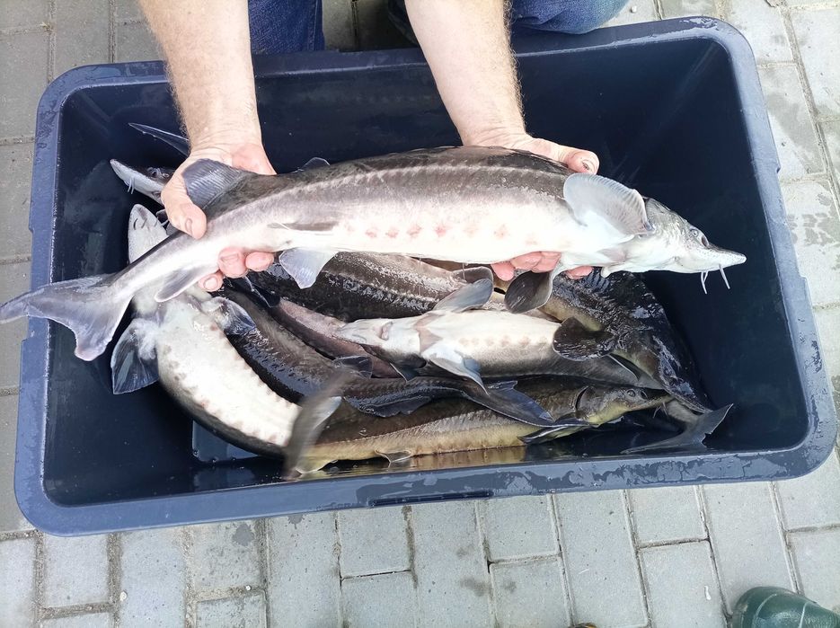 Jesiotr 1,8 kg - 2,8 kg cena 39zl/ kg , karp lin amur pstrąg węgorz