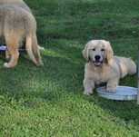 Golden retriever pieski