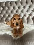 Piesek Cocker Spaniel Angielski