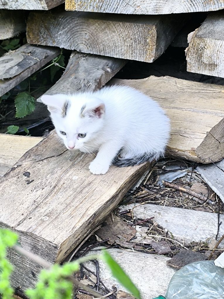 Oddamy kotki w dobre ręce