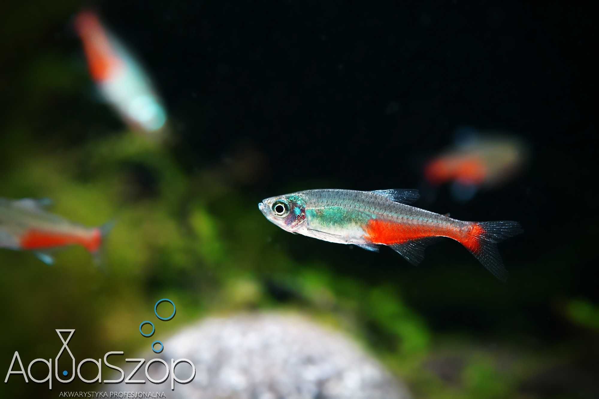 Żwawik Rathbuniego ( Aphyocharax rathbuni ) - AQUASZOP