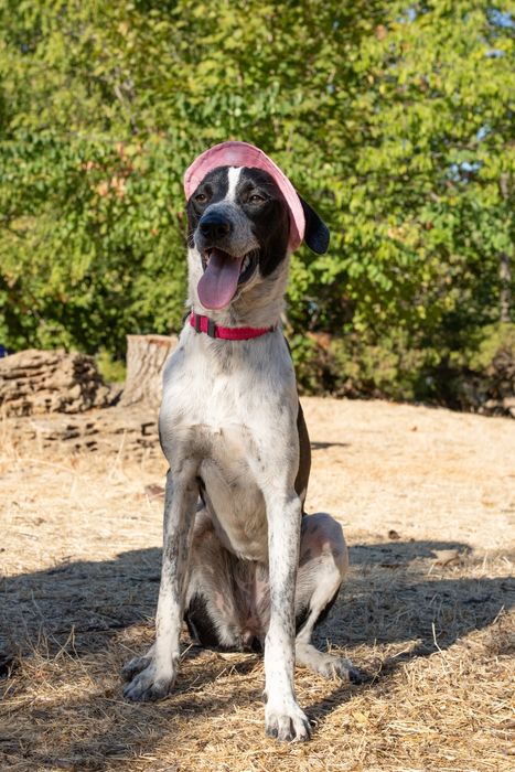 Кетті  метис поінтера шукає сім'ю